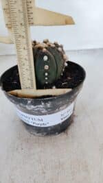 ASTROPHYTUM ASTERIAS “Purple”  Nº 881 – vaso 11 - Imagem 6