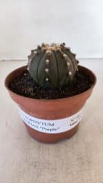 ASTROPHYTUM ASTERIAS “Purple”  Nº 882 – vaso 11 - Imagem 2