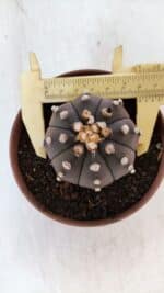 ASTROPHYTUM ASTERIAS “Purple”  Nº 882 – vaso 11 - Imagem 5