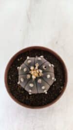 ASTROPHYTUM ASTERIAS “Purple”  Nº 882 – vaso 11 - Imagem 3