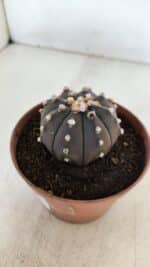 ASTROPHYTUM ASTERIAS “Purple”  Nº 882 – vaso 11 - Imagem 10