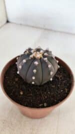 ASTROPHYTUM ASTERIAS “Purple”  Nº 882 – vaso 11 - Imagem 9