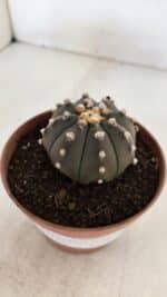 ASTROPHYTUM ASTERIAS “Purple”  Nº 882 – vaso 11 - Imagem 8