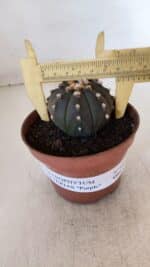 ASTROPHYTUM ASTERIAS “Purple”  Nº 882 – vaso 11