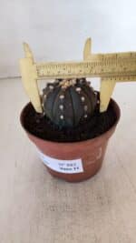 ASTROPHYTUM ASTERIAS “Purple”  Nº 882 – vaso 11 - Imagem 6