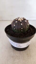 ASTROPHYTUM ASTERIAS “Purple”  Nº 883 – vaso 11 - Imagem 2