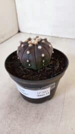 ASTROPHYTUM ASTERIAS “Purple”  Nº 883 – vaso 11 - Imagem 9