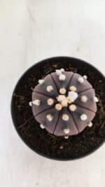 ASTROPHYTUM ASTERIAS “Purple”  Nº 883 – vaso 11 - Imagem 3