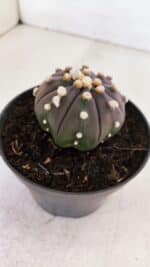 ASTROPHYTUM ASTERIAS “Purple”  Nº 883 – vaso 11 - Imagem 7
