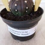 ASTROPHYTUM ASTERIAS “Purple”  Nº 883 – vaso 11