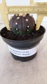 ASTROPHYTUM ASTERIAS “Purple”  Nº 883 – vaso 11