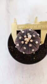 ASTROPHYTUM ASTERIAS “Purple”  Nº 883 – vaso 11 - Imagem 5