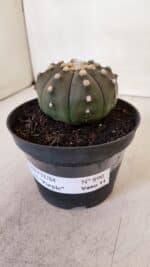 ASTROPHYTUM ASTERIAS “Purple”  Nº 890 – vaso 11 - Imagem 9