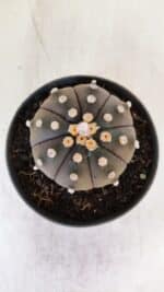 ASTROPHYTUM ASTERIAS “Purple”  Nº 890 – vaso 11 - Imagem 3