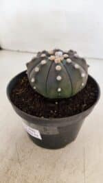 ASTROPHYTUM ASTERIAS “Purple”  Nº 890 – vaso 11 - Imagem 8