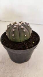 ASTROPHYTUM ASTERIAS “Purple”  Nº 890 – vaso 11 - Imagem 7
