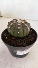 ASTROPHYTUM ASTERIAS “Purple”  Nº 890 – vaso 11 - Imagem 6