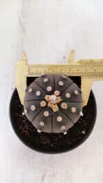 ASTROPHYTUM ASTERIAS “Purple”  Nº 890 – vaso 11 - Imagem 5