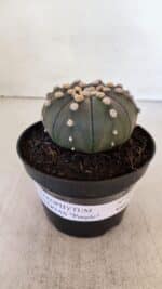 ASTROPHYTUM ASTERIAS “Purple”  Nº 891 – vaso 11 - Imagem 2