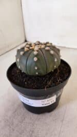 ASTROPHYTUM ASTERIAS “Purple”  Nº 891 – vaso 11 - Imagem 10