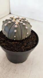 ASTROPHYTUM ASTERIAS “Purple”  Nº 891 – vaso 11 - Imagem 6