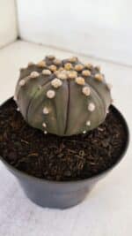ASTROPHYTUM ASTERIAS “Purple”  Nº 891 – vaso 11 - Imagem 9
