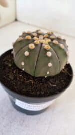 ASTROPHYTUM ASTERIAS “Purple”  Nº 891 – vaso 11 - Imagem 8