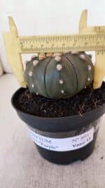 ASTROPHYTUM ASTERIAS “Purple”  Nº 891 – vaso 11