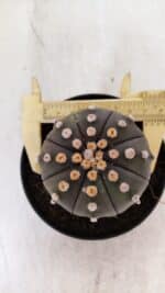 ASTROPHYTUM ASTERIAS “Purple”  Nº 891 – vaso 11 - Imagem 7