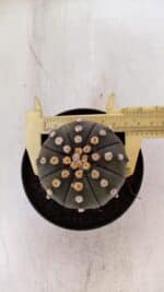 ASTROPHYTUM ASTERIAS “Purple”  Nº 891 – vaso 11 - Imagem 5