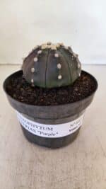 ASTROPHYTUM ASTERIAS “Purple”  Nº 892 – vaso 11 - Imagem 2