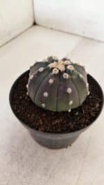 ASTROPHYTUM ASTERIAS “Purple”  Nº 892 – vaso 11 - Imagem 8