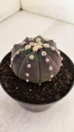 ASTROPHYTUM ASTERIAS “Purple”  Nº 892 – vaso 11 - Imagem 7