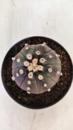 ASTROPHYTUM ASTERIAS “Purple”  Nº 892 – vaso 11 - Imagem 3