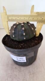 ASTROPHYTUM ASTERIAS “Purple”  Nº 892 – vaso 11 - Imagem 6
