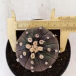 ASTROPHYTUM ASTERIAS “Purple”  Nº 892 – vaso 11