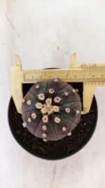 ASTROPHYTUM ASTERIAS “Purple”  Nº 892 – vaso 11