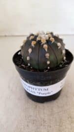 ASTROPHYTUM ASTERIAS “Purple”  Nº 893 – vaso 09 - Imagem 2