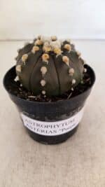 ASTROPHYTUM ASTERIAS “Purple”  Nº 893 – vaso 09 - Imagem 10