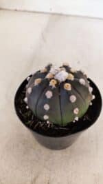 ASTROPHYTUM ASTERIAS “Purple”  Nº 893 – vaso 09 - Imagem 8