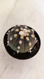 ASTROPHYTUM ASTERIAS “Purple”  Nº 893 – vaso 09 - Imagem 7