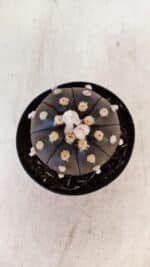 ASTROPHYTUM ASTERIAS “Purple”  Nº 893 – vaso 09 - Imagem 3