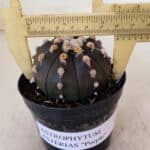 ASTROPHYTUM ASTERIAS “Purple”  Nº 893 – vaso 09