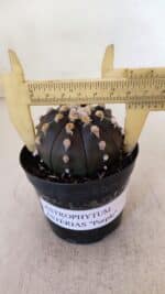 ASTROPHYTUM ASTERIAS “Purple”  Nº 893 – vaso 09