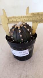 ASTROPHYTUM ASTERIAS “Purple”  Nº 893 – vaso 09 - Imagem 6