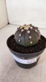 ASTROPHYTUM ASTERIAS “Purple”  Nº 894 – vaso 11 - Imagem 10