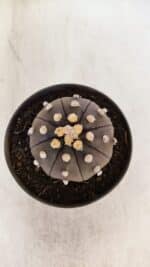 ASTROPHYTUM ASTERIAS “Purple”  Nº 894 – vaso 11 - Imagem 3