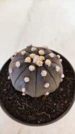 ASTROPHYTUM ASTERIAS “Purple”  Nº 894 – vaso 11 - Imagem 8