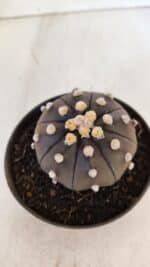 ASTROPHYTUM ASTERIAS “Purple”  Nº 894 – vaso 11 - Imagem 7