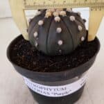 ASTROPHYTUM ASTERIAS “Purple”  Nº 894 – vaso 11